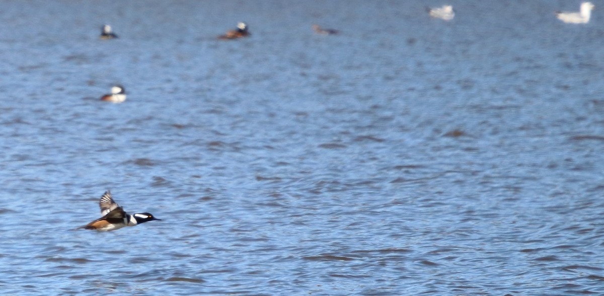Hooded Merganser - ML81978601