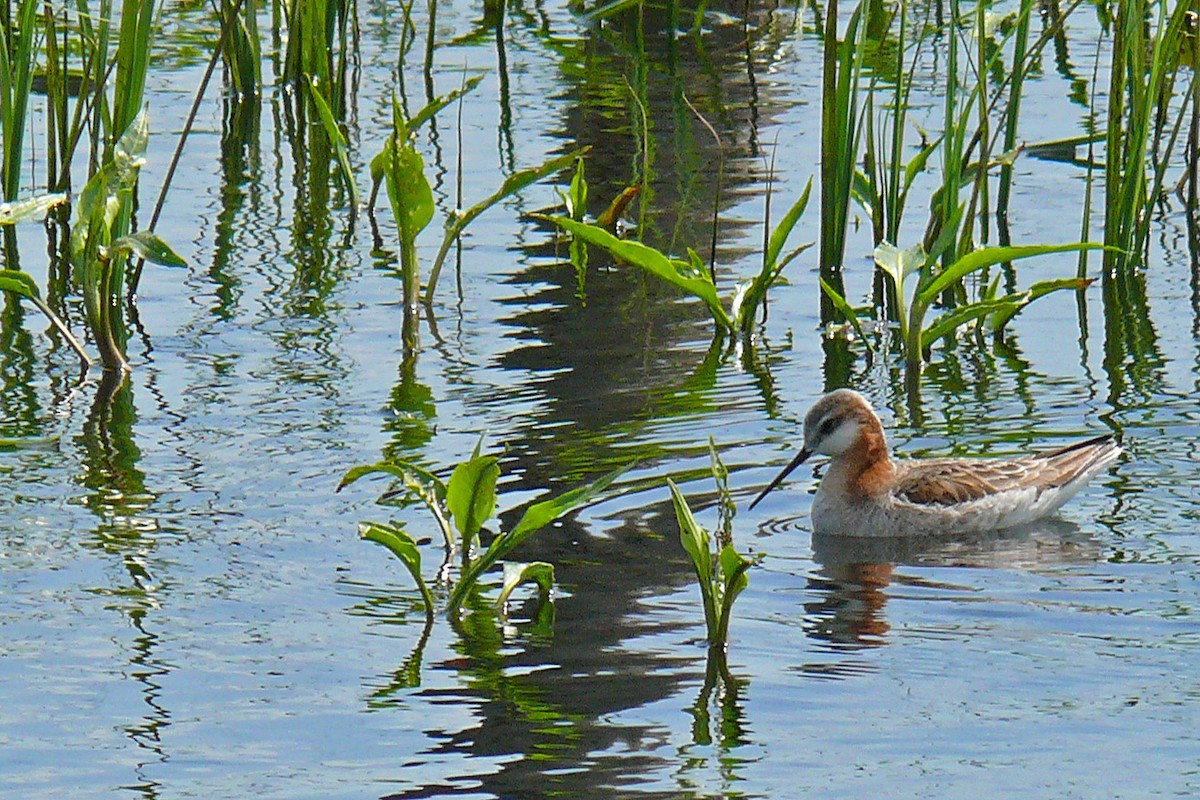 hvithalesvømmesnipe - ML81978881