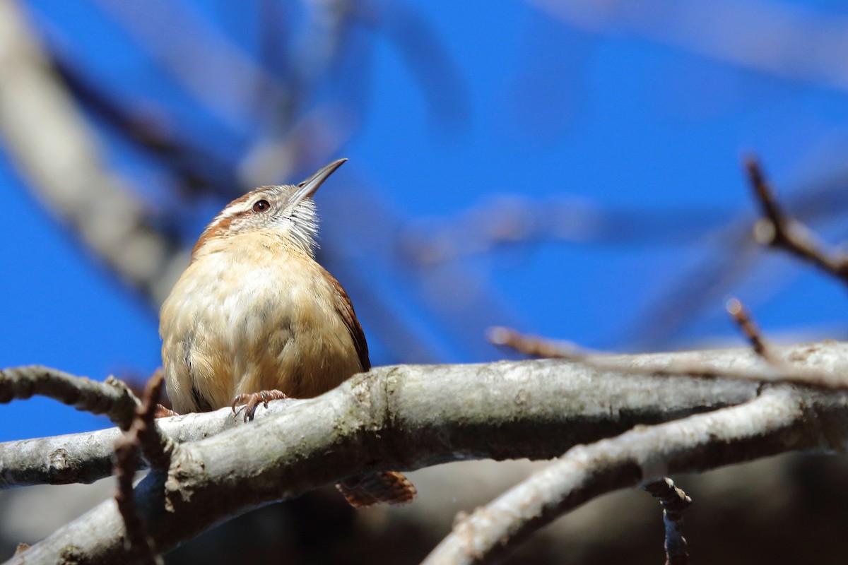 Carolina Wren - ML81978941