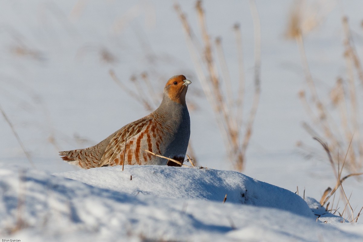 Gray Partridge - Ethan Denton