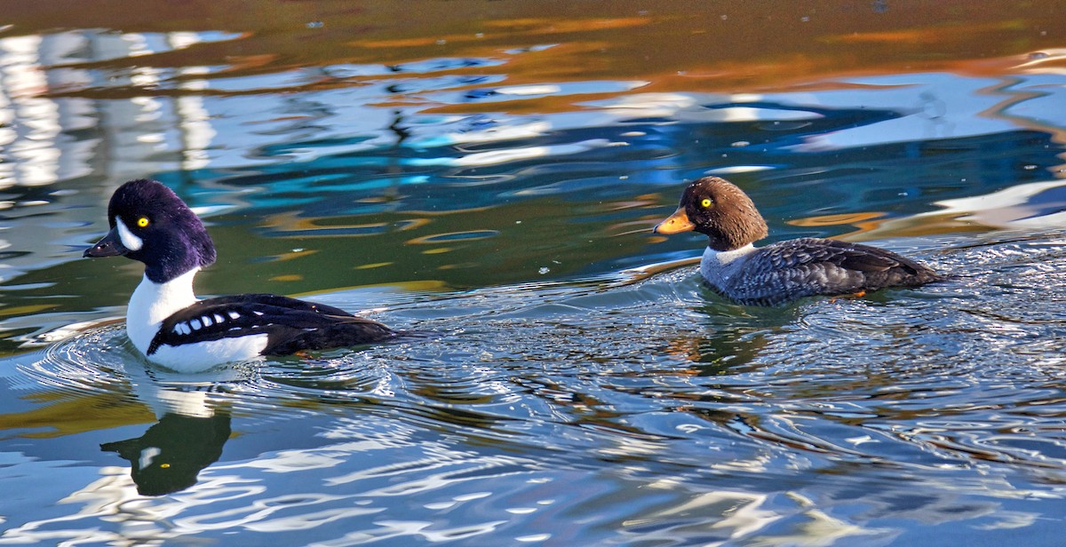 Barrow's Goldeneye - Brian Avent