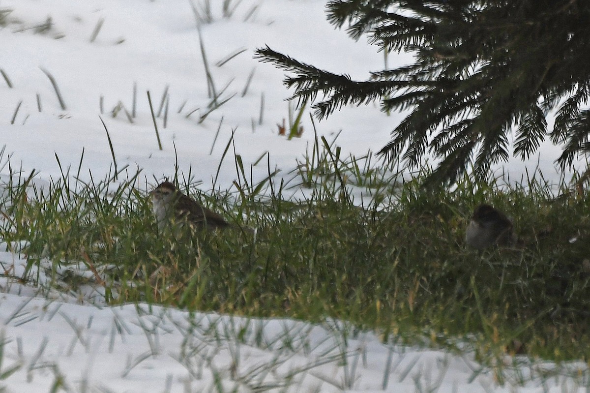 Chipping Sparrow - Brian Henderson