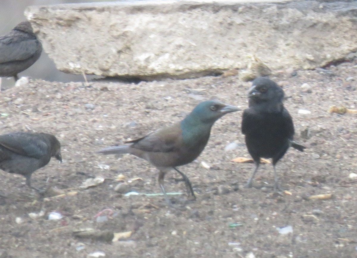 Common Grackle (Bronzed) - Lauren Harter