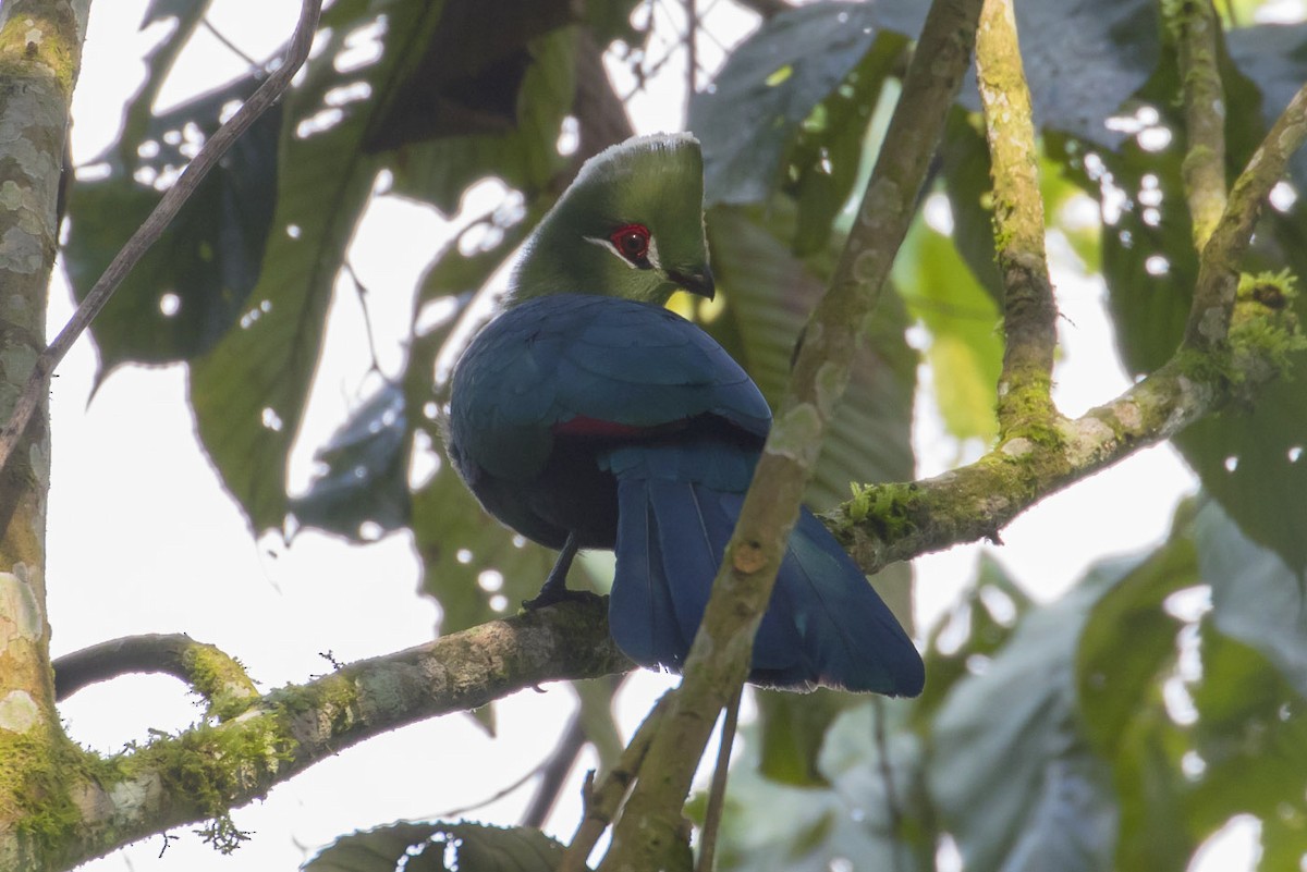 Turaco Piquinegro - ML81984231