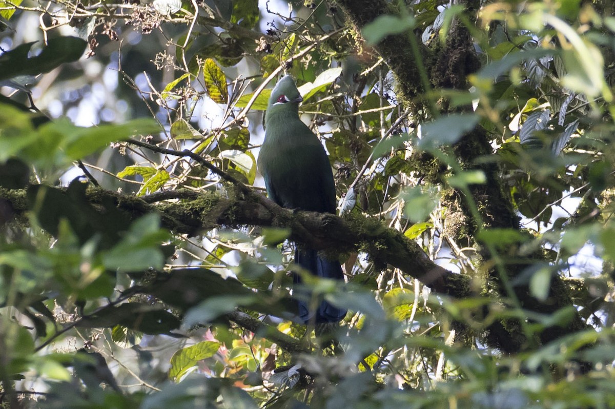 Black-billed Turaco - ML81984241