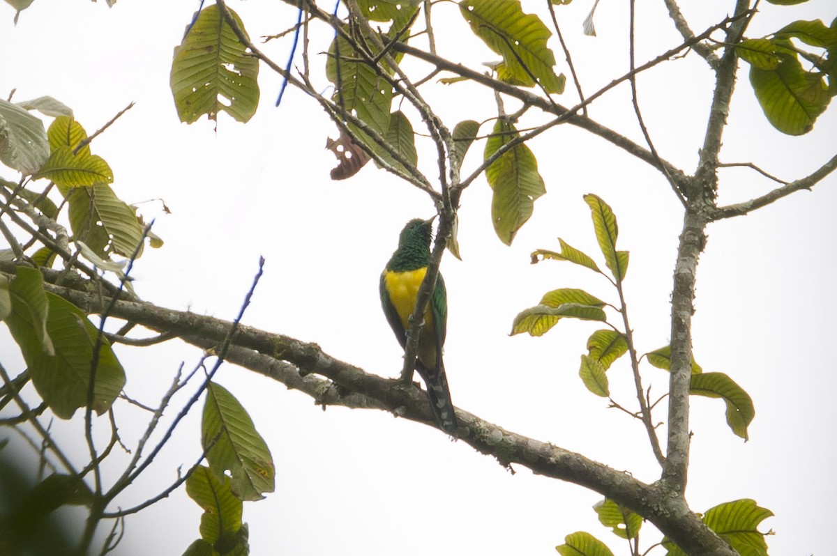 African Emerald Cuckoo - ML81984291