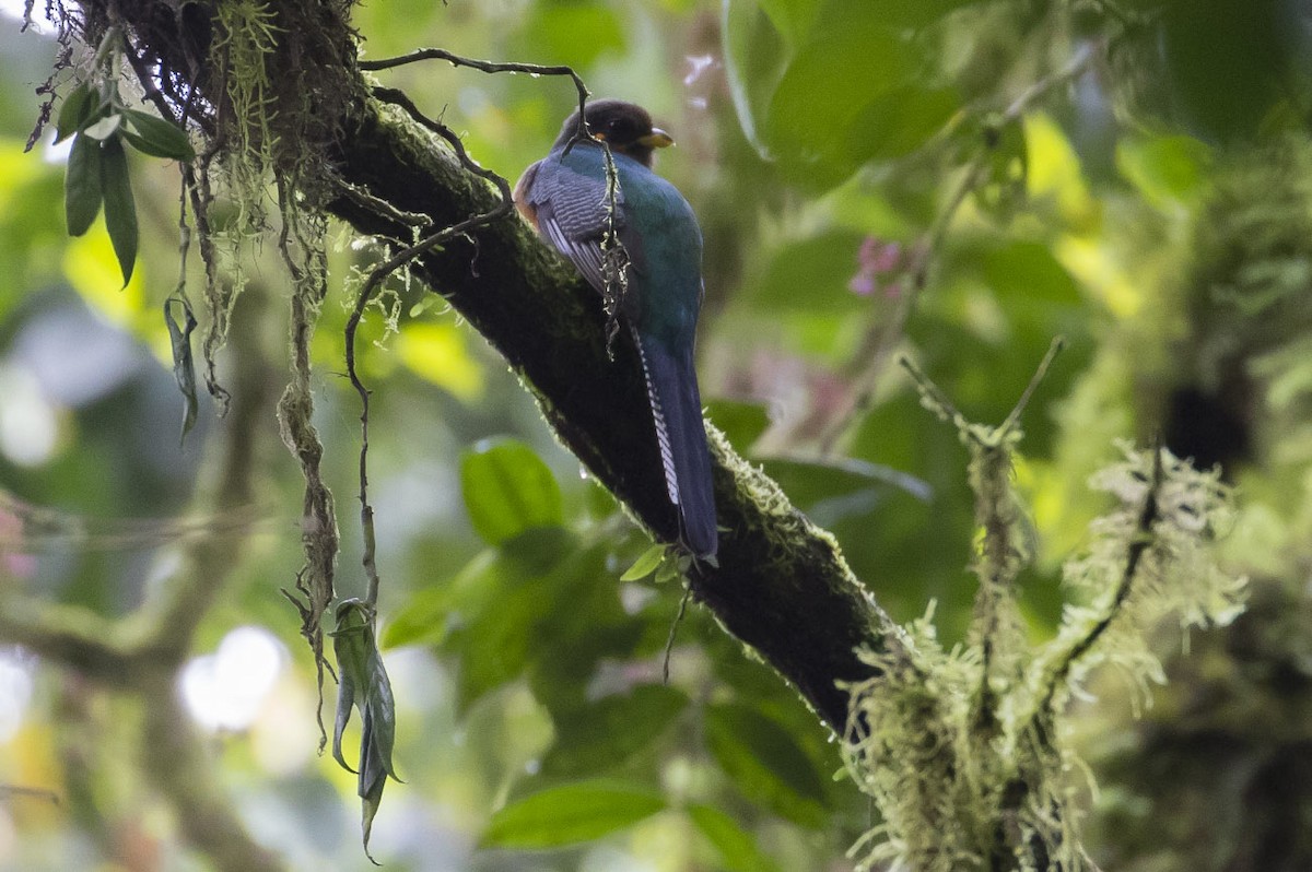 Bar-tailed Trogon - ML81984551