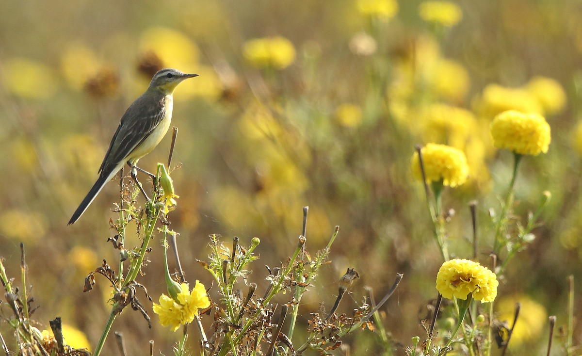 Western Yellow Wagtail - Albin Jacob