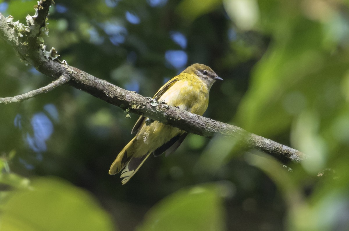 Petit's Cuckooshrike - Michael Todd