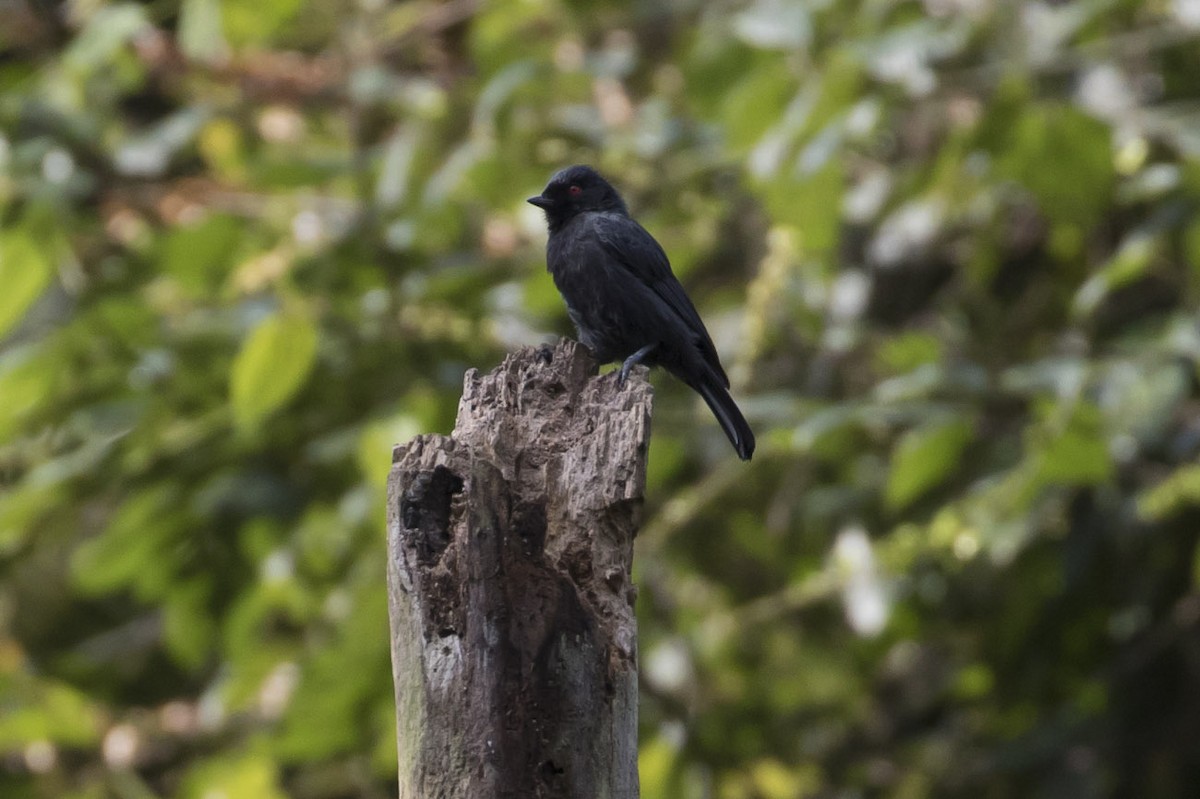 Dusky Tit - Michael Todd