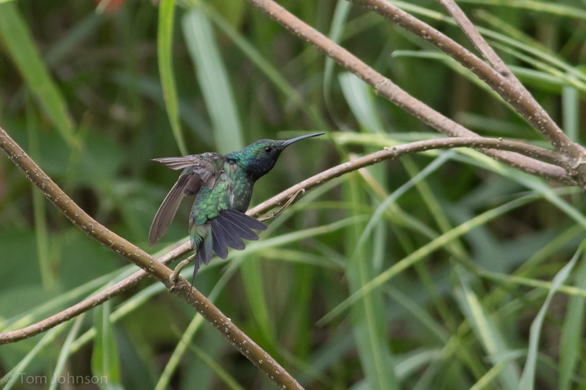 Sapphire-throated Hummingbird - Tom Johnson