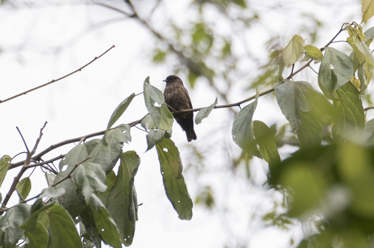 Sooty Flycatcher - Michael Todd