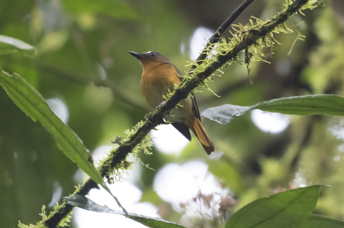 White-bellied Robin-Chat - Michael Todd