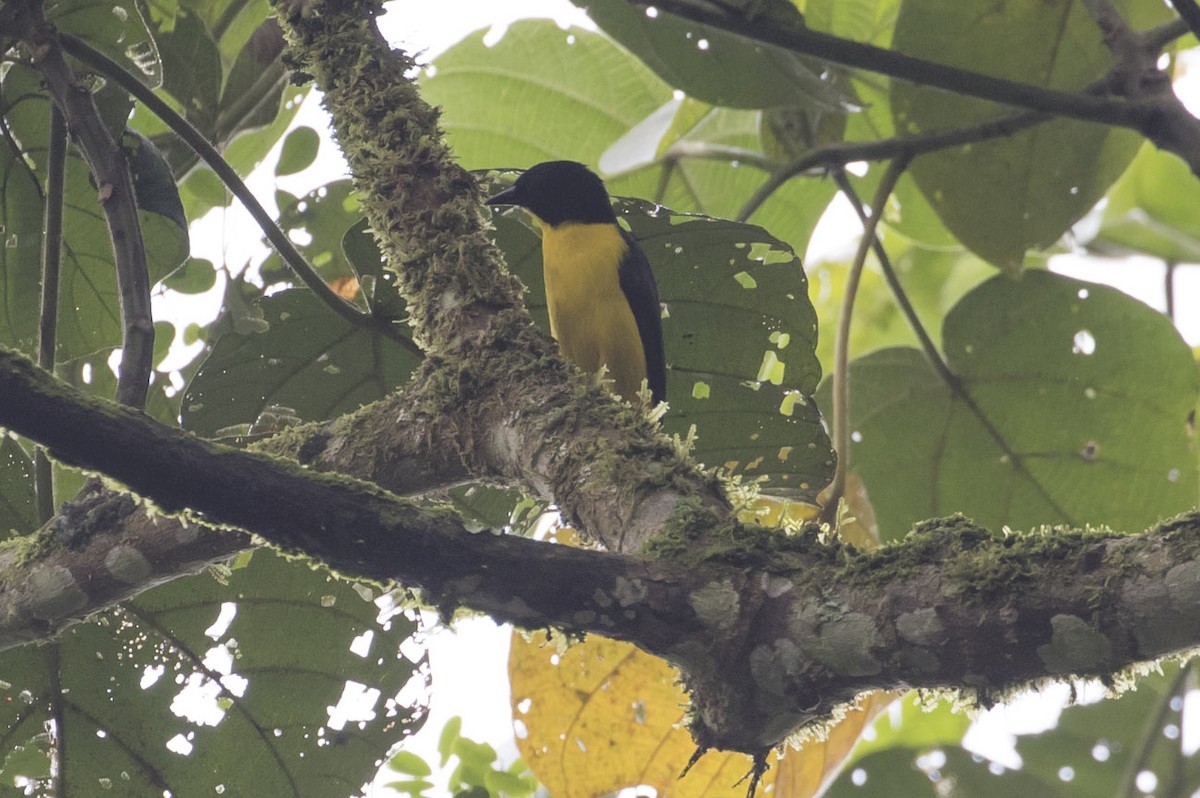 Brown-capped Weaver - ML81987721