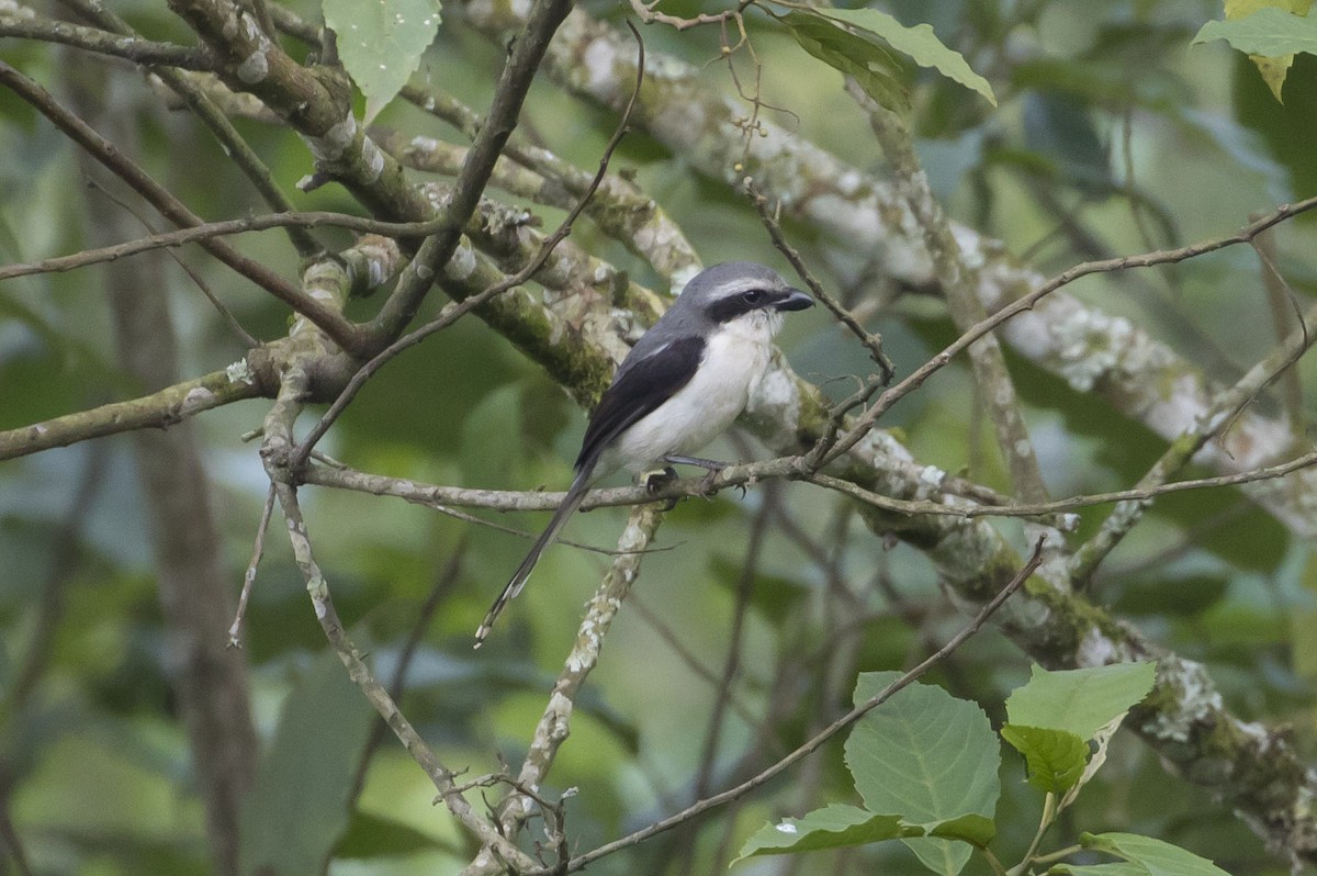 Alcaudón de Mackinnon - ML81988241