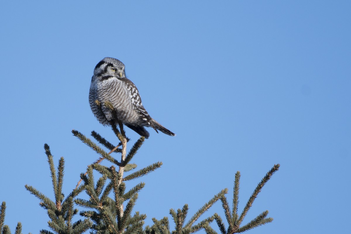 Northern Hawk Owl - Bryan Calk