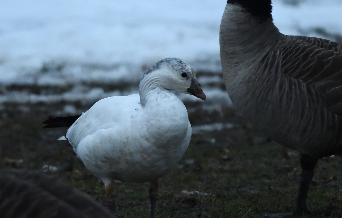 Ross's Goose - ML81988821