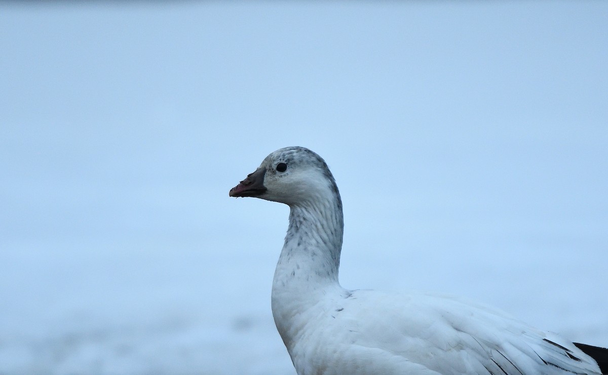 Ross's Goose - ML81988831