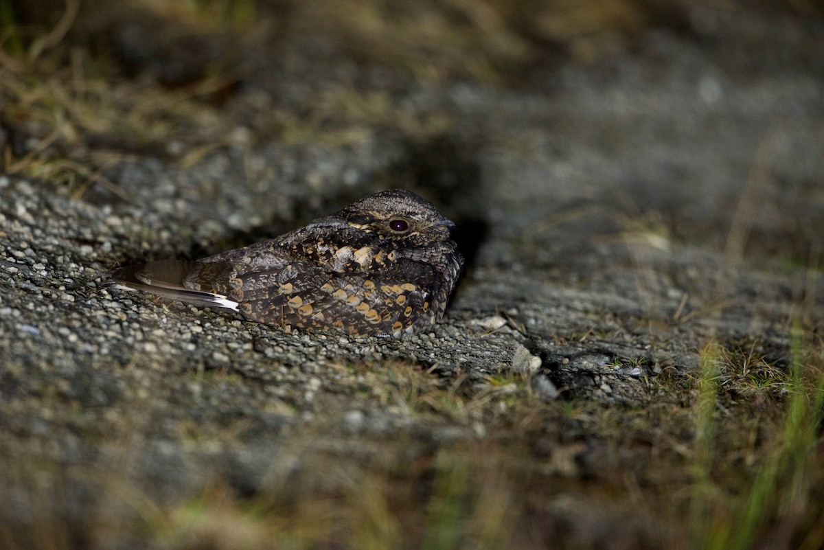 Gray Nightjar - ML81989441