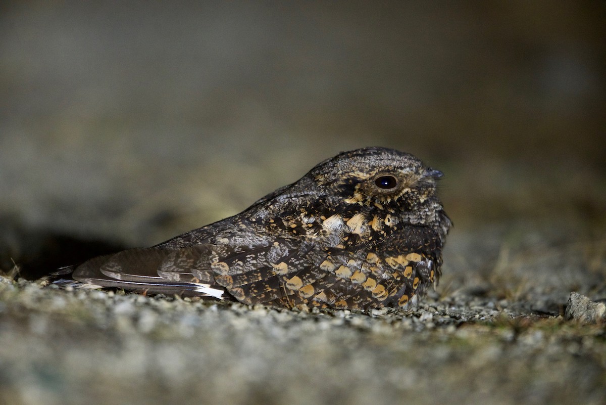 Gray Nightjar - Snehasis Sinha