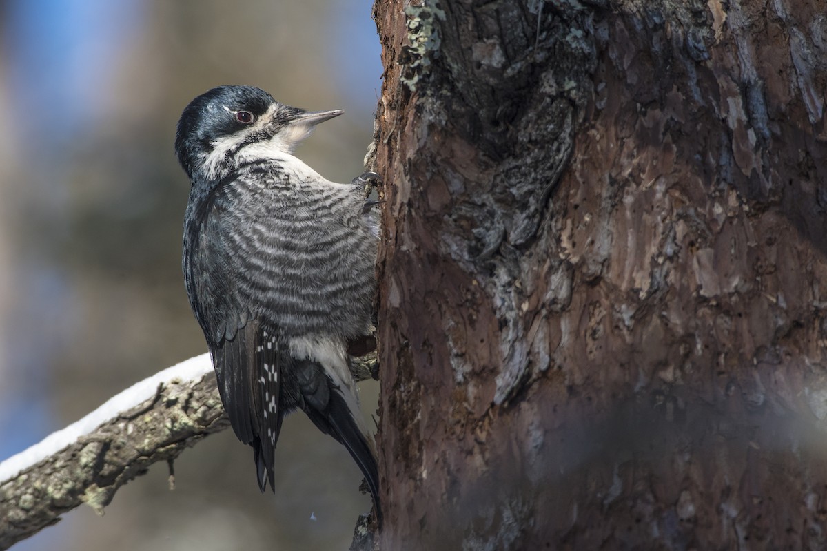 Black-backed Woodpecker - ML81989661