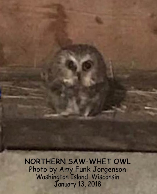 Northern Saw-whet Owl - ML81991951