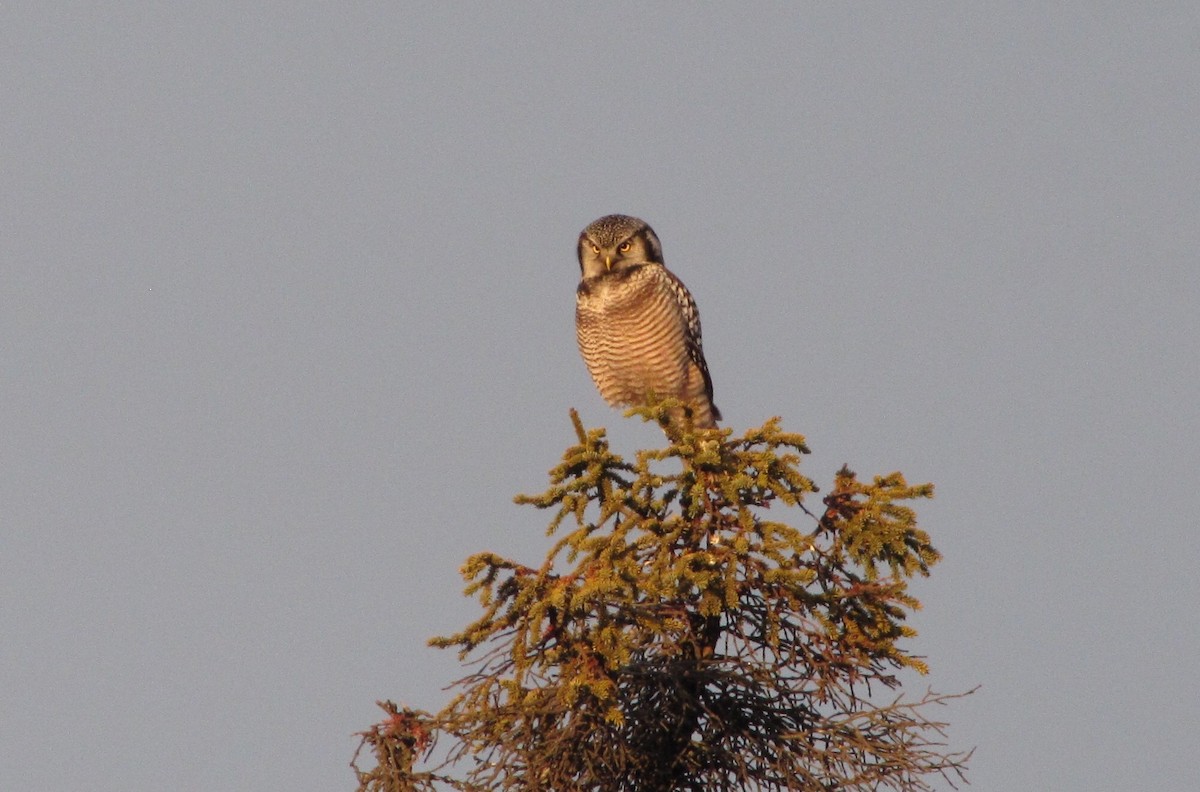 Northern Hawk Owl - Brian McGurgan