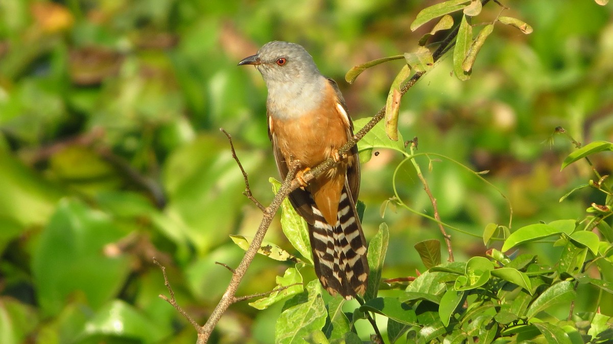 Plaintive Cuckoo - ML81994301