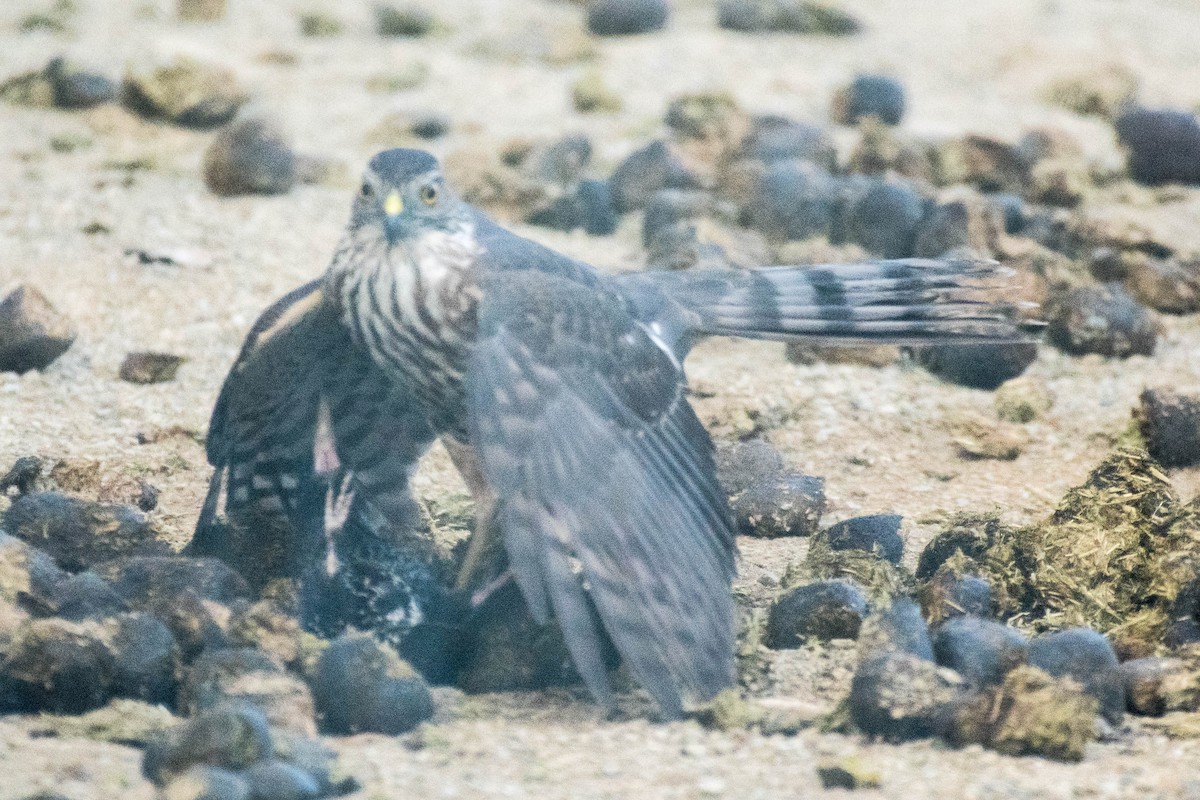 Sharp-shinned Hawk - ML81997071