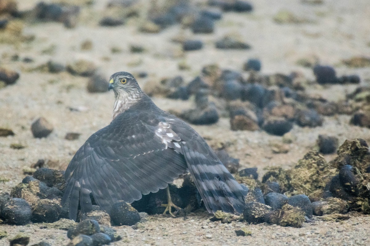 Sharp-shinned Hawk - ML81997091