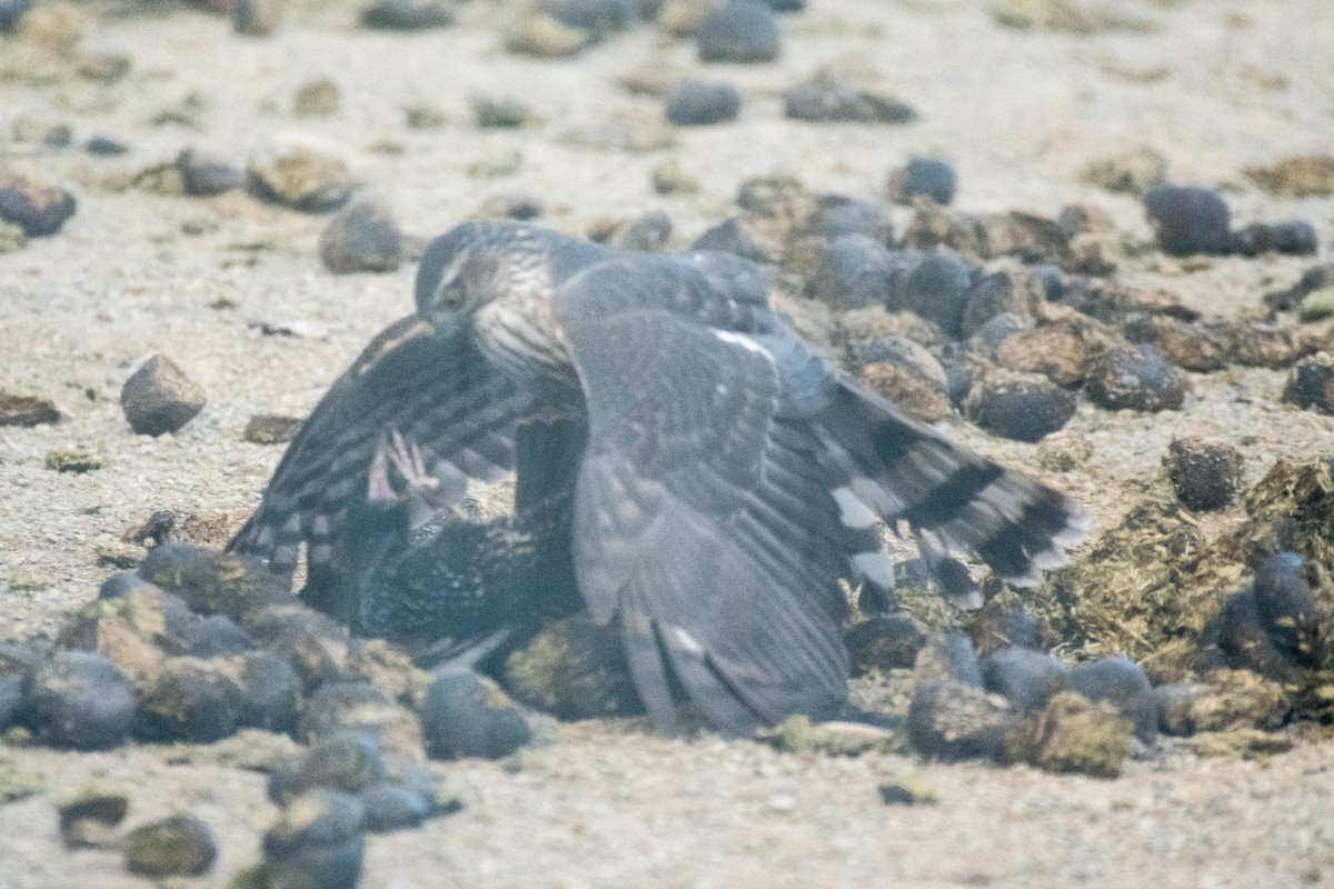 Sharp-shinned Hawk - ML81997101