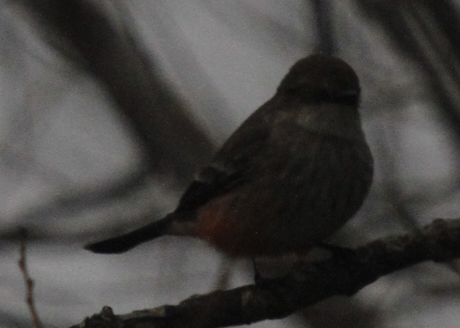 Vermilion Flycatcher - ML81999911