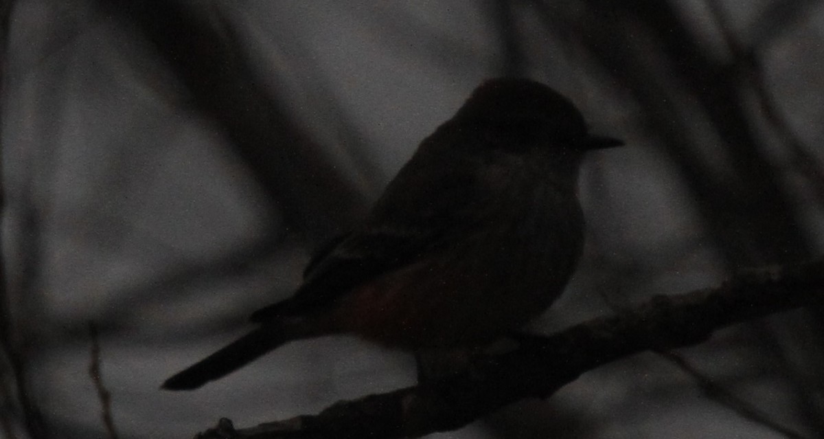 Vermilion Flycatcher - ML81999921