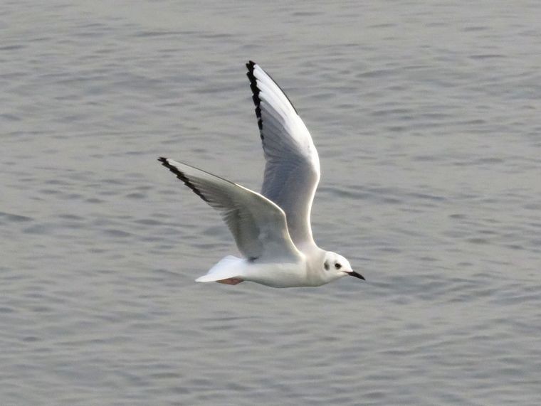 Bonaparte's Gull - Kaichi Huang