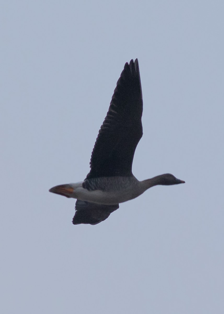 Tundra Bean-Goose - ML82000441