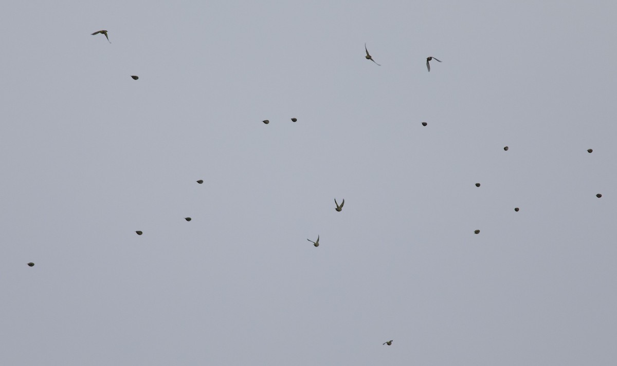 Eurasian Siskin - ML82000761