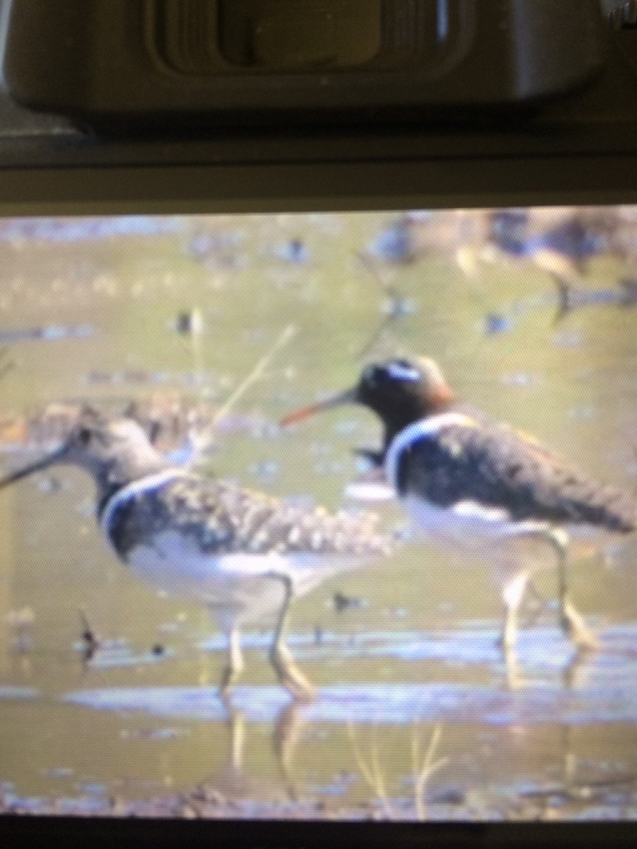 Australian Painted-Snipe - ML82000811