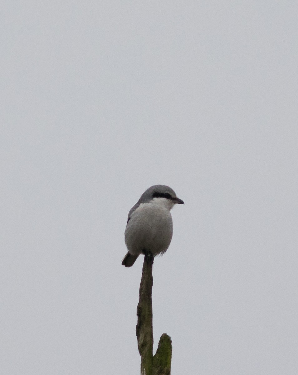 Great Gray Shrike - ML82000841