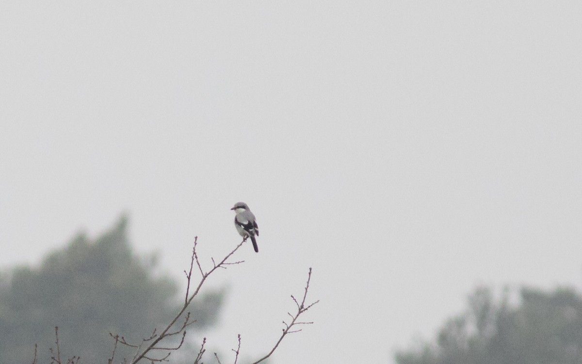 Great Gray Shrike - ML82000861