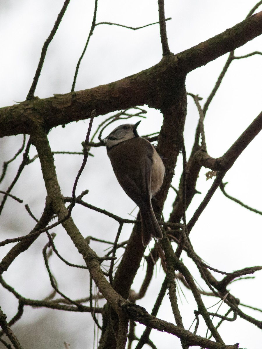 Crested Tit - ML82000871