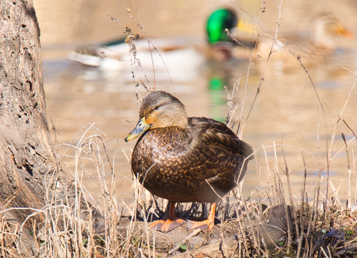 American Black Duck - ML82000991