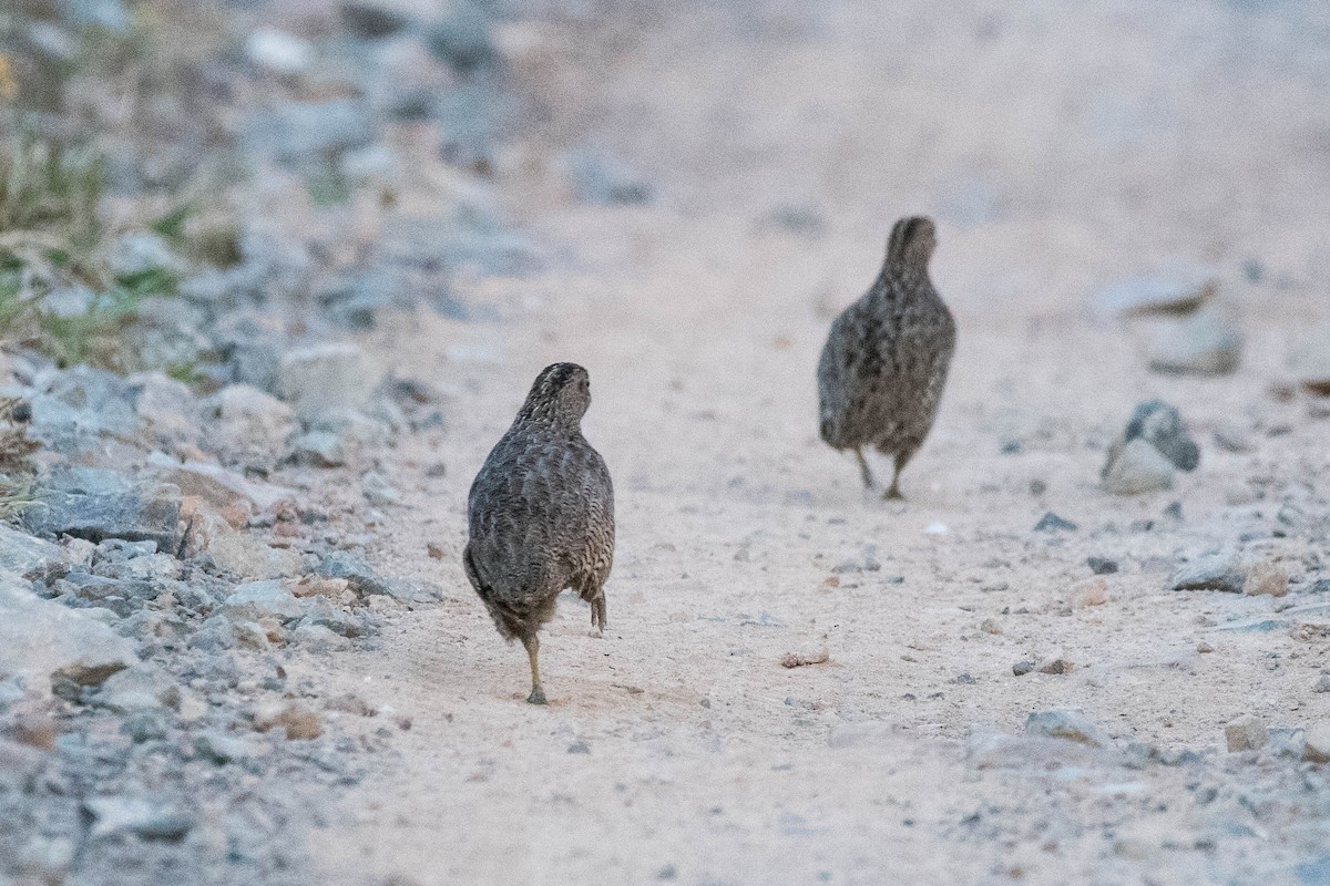 Brown Quail - Terence Alexander