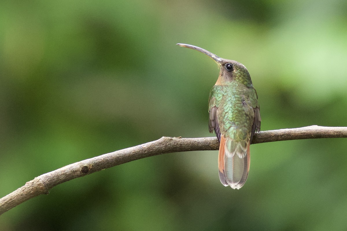 Rufous-breasted Hermit - ML82002801