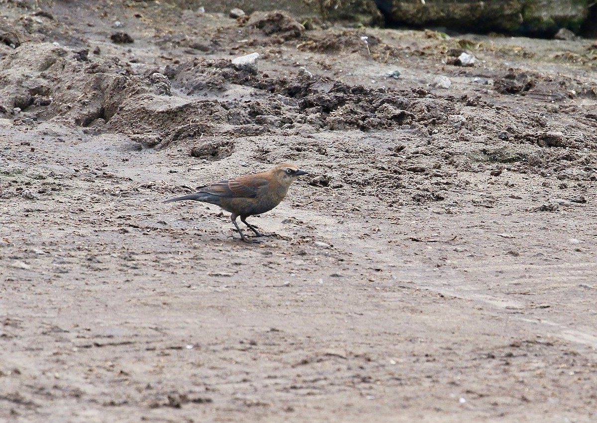 Rusty Blackbird - ML82002921