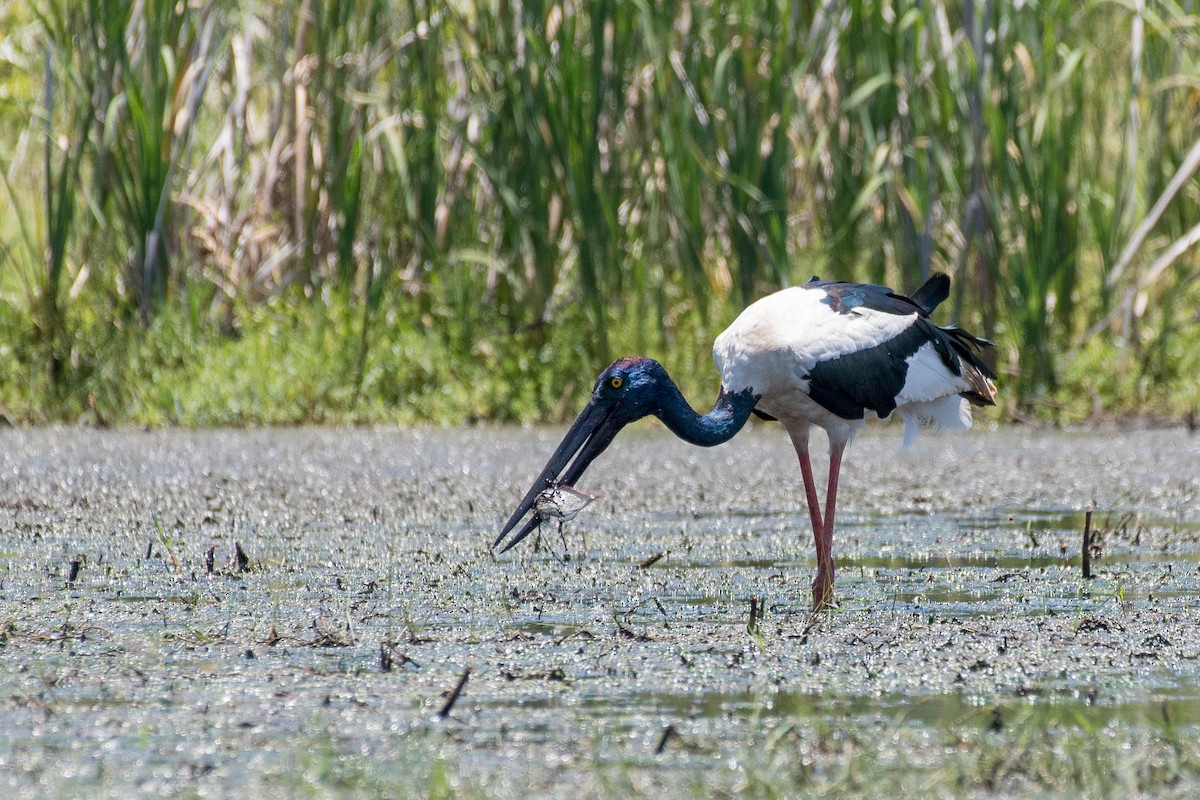 Black-necked Stork - Terence Alexander