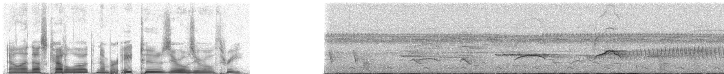 Sarı Telekli Yassıgaga (obscuriceps) - ML82003