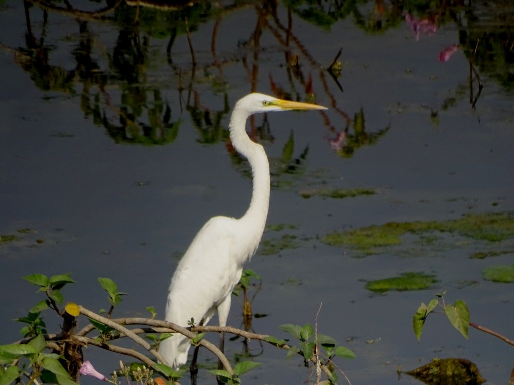 Great Egret - ML82003581