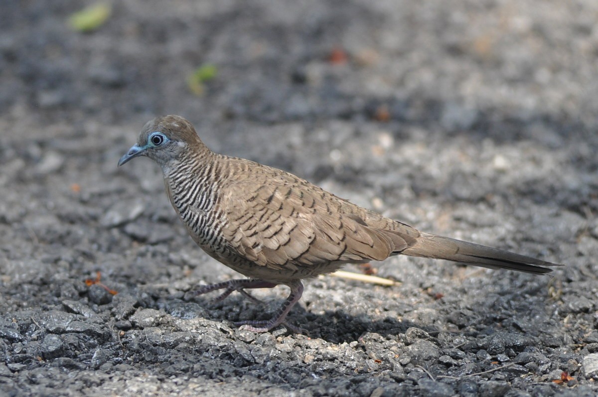 Zebra Dove - ML82003751