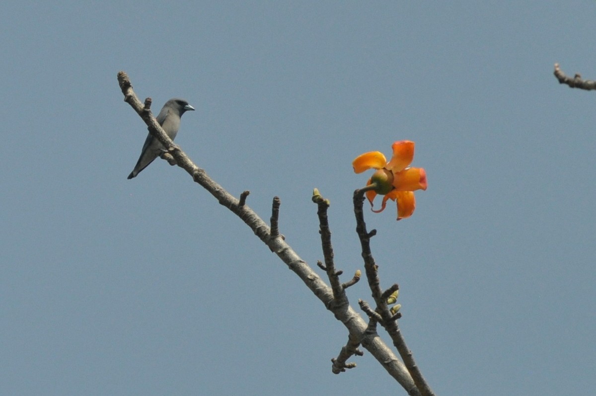 Ashy Woodswallow - ML82003761