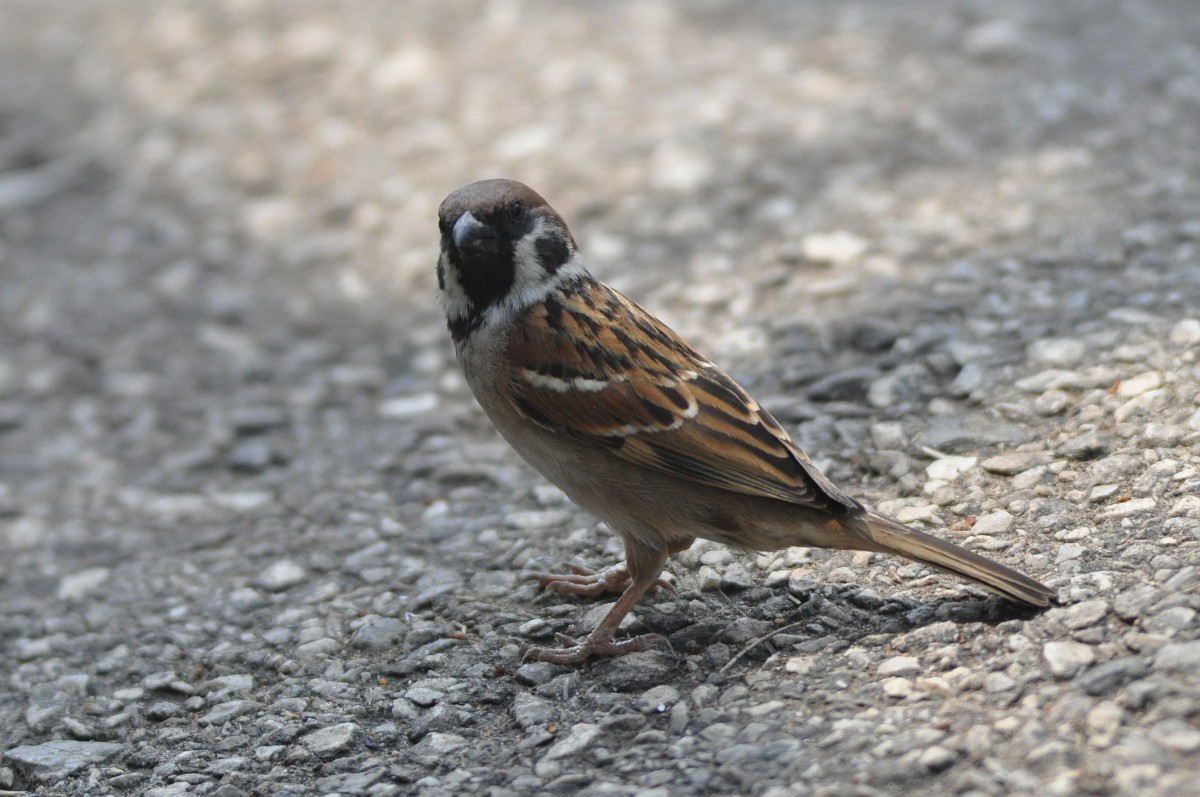Passera mattugia - ML82003781